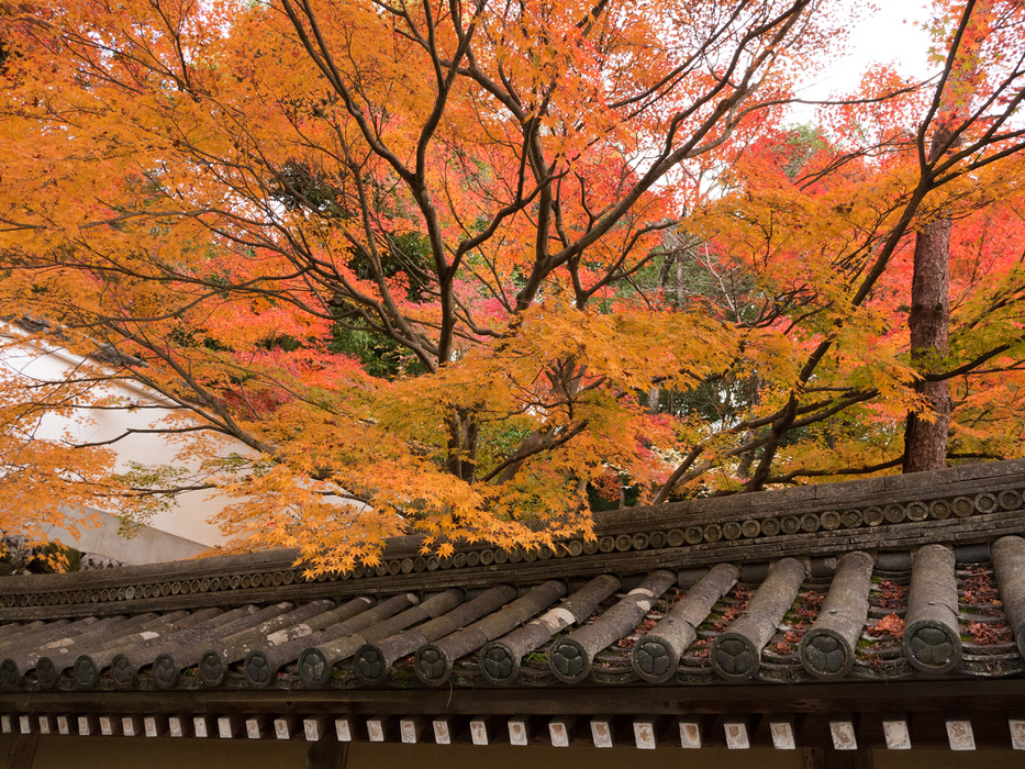 japanese rooftop in Autumn
